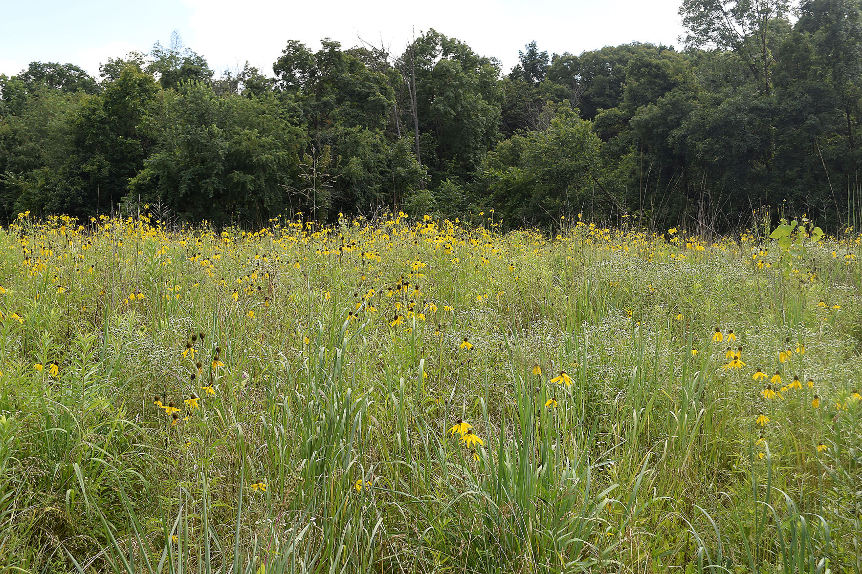 coneflowers